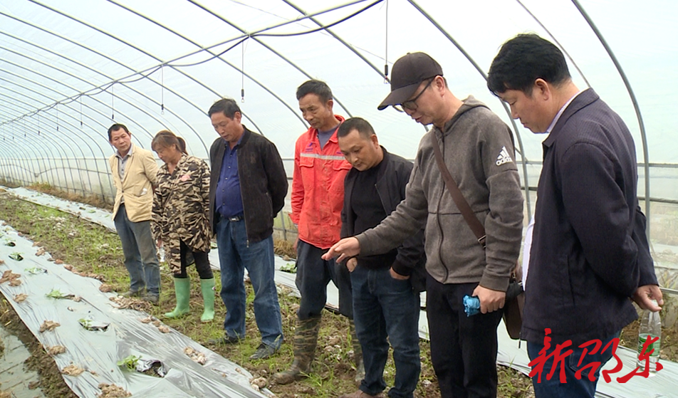 邵东市：科技特派员“送经”到田间  瓜农“甜蜜事业”有奔头