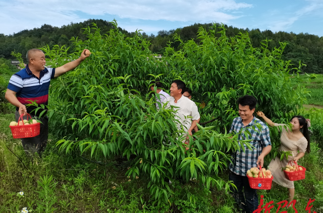 邵东市简家陇镇：桃子喜获丰收 助力乡村振兴