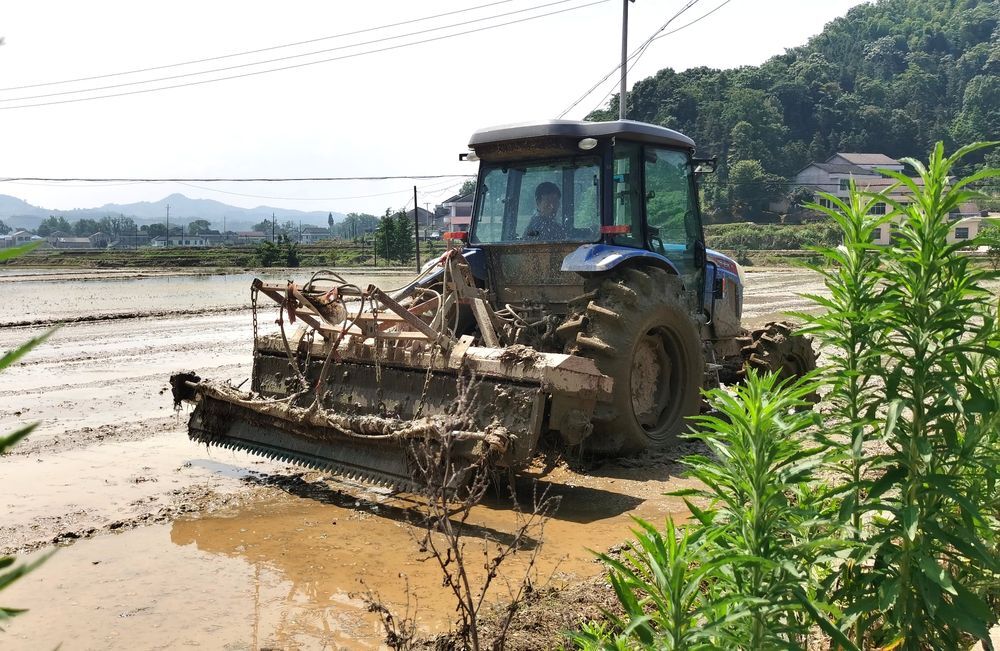 新华全媒+丨争分夺秒 抢种补种——湖南洪涝灾区农业生产恢复一线见闻