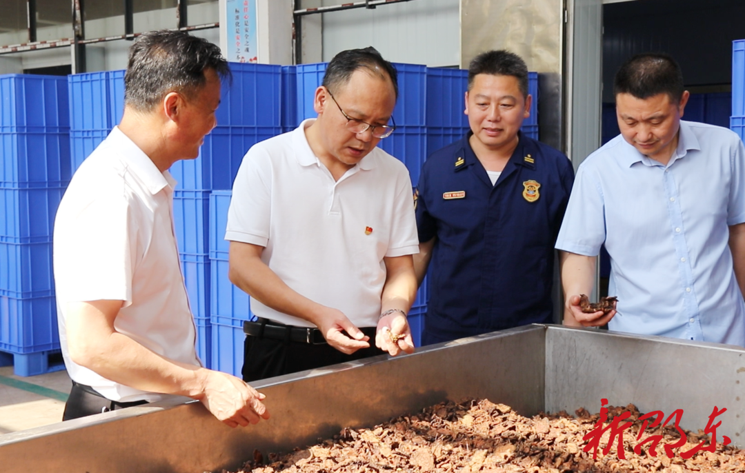 罗健康带队到廉桥镇调研中医药产业链发展