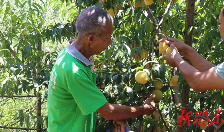 佘田桥镇：甜瓜、黄桃飘香 特色产业助农致富