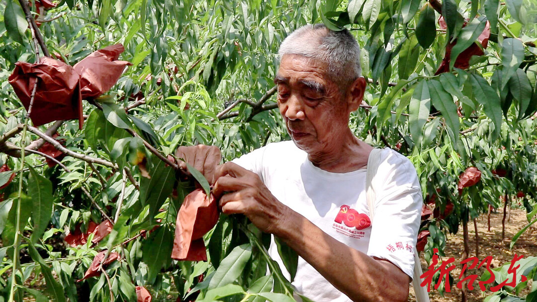 邵东梧桐村：10万斤黄桃滞销 果农急盼销路
