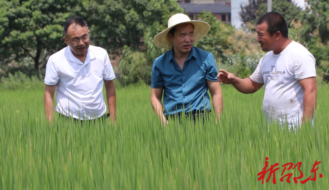 邵东市农业抗旱小分队助力秋粮抗灾夺丰收