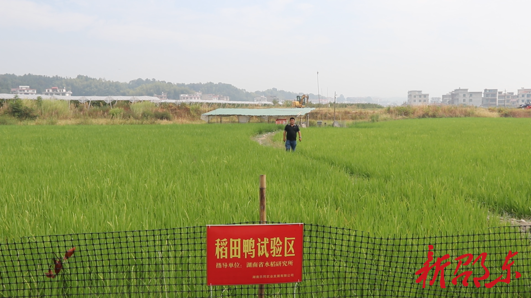 灵官殿镇同乐村：迎乡贤建家乡 打造生态农业