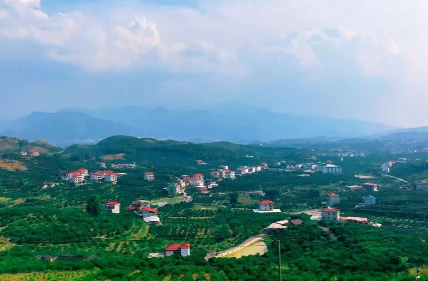 【办好旅发会 一起向未来】“醉”美橙道 硕果累累迎大会