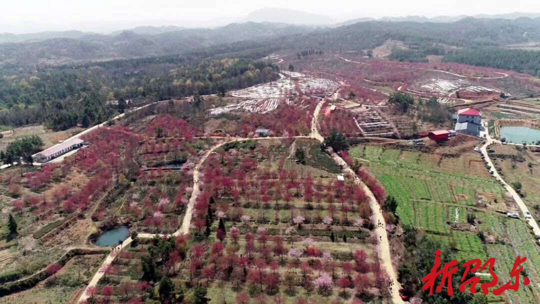 【学报告 作表率 抓落实】魏家桥镇：踔厉奋发新时代 守正创新向未来