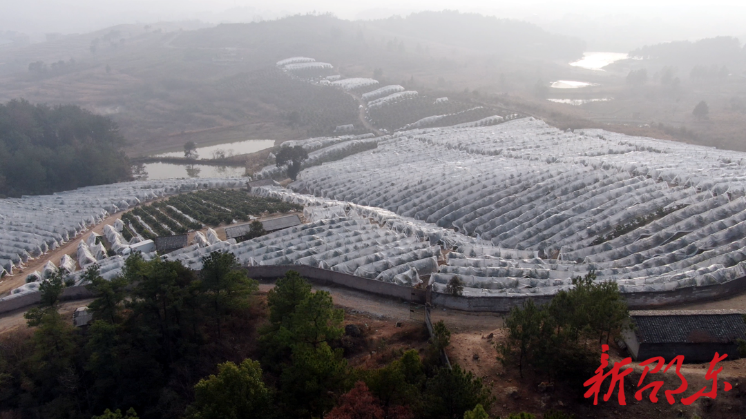 邵东流泽：百亩沃柑获丰收 果农采摘庆新年