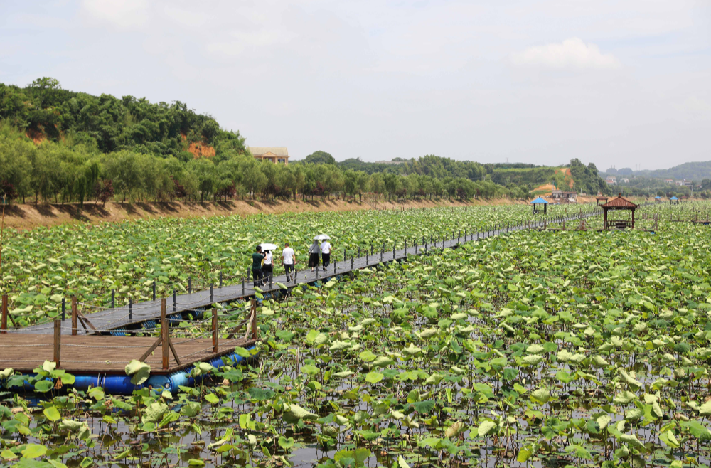 “十里荷塘”复清记