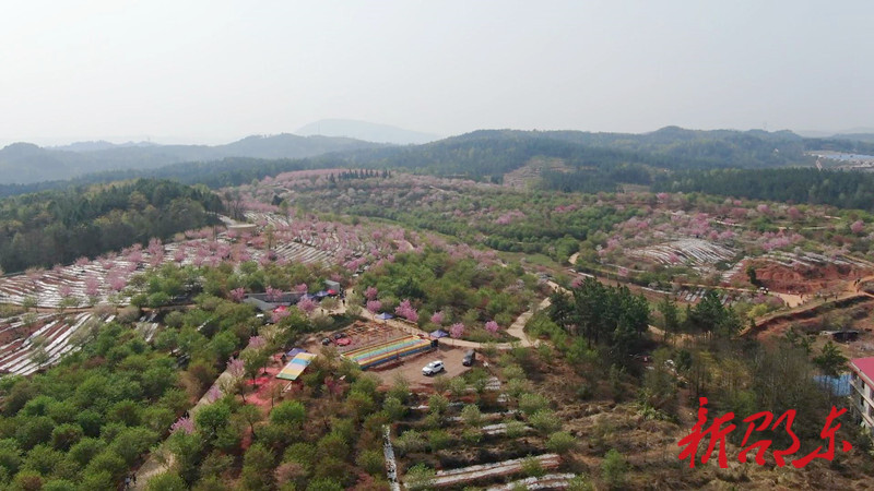 邵东魏家桥：樱花竞相绽放 乡村美丽如画