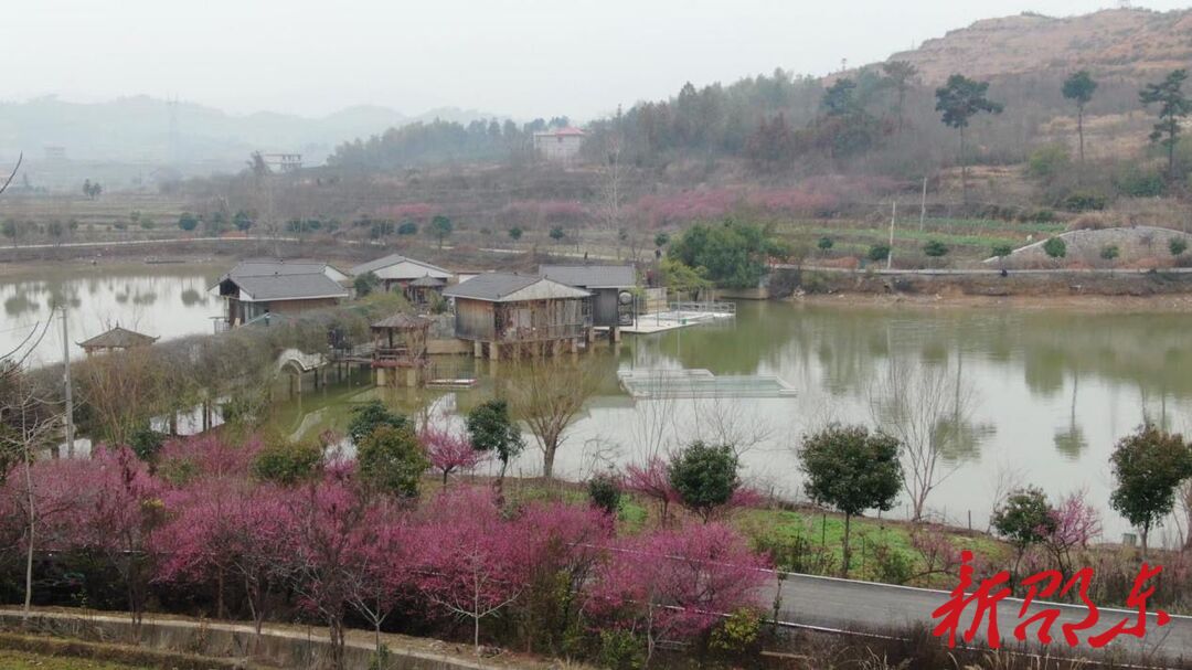邵东市仙槎桥镇湘荷村：梅花绽放春意浓 赏花打卡正当时