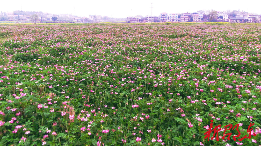 邵东周官桥乡：千亩紫云英花绽放 绿肥养田保生态