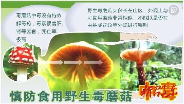 食用毒蘑菇中毒后如何自救？记住这五点！