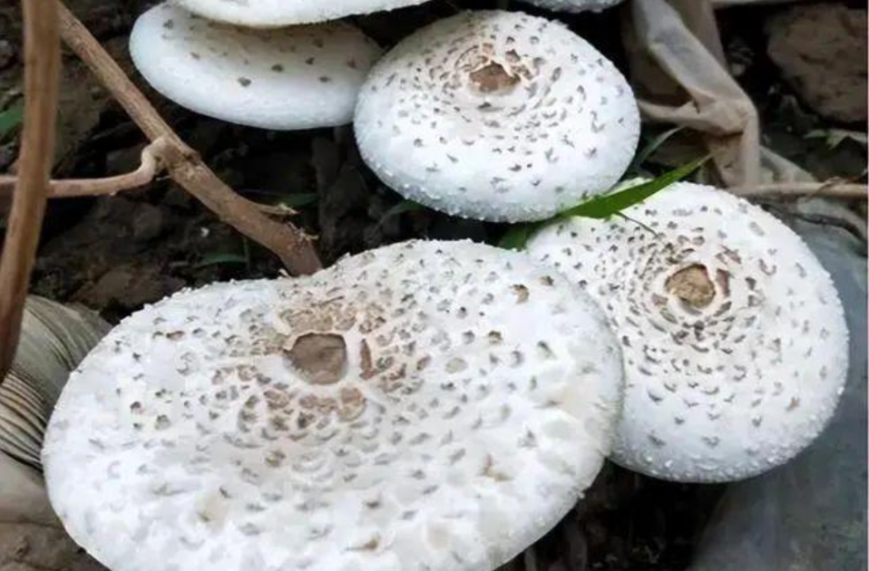 警惕！这些野生菌有毒