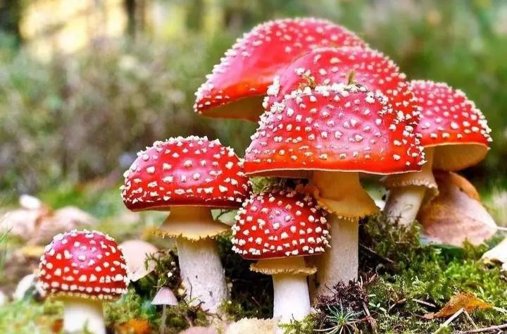 如何预防蘑菇中毒，湖南疾控为你支招