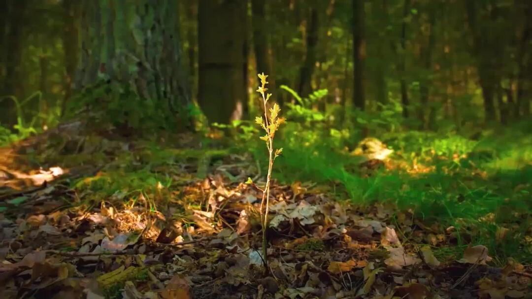 公益短视频 | 森林防火 人人有责