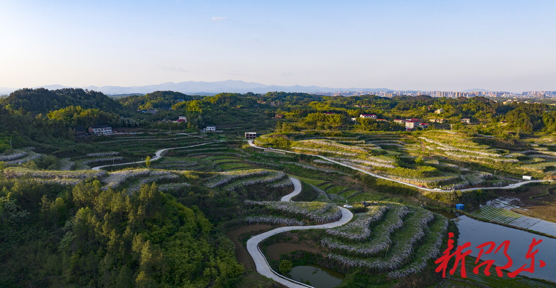 邵东：700亩玫瑰蔷薇绽放 美丽经济赋能乡村振兴