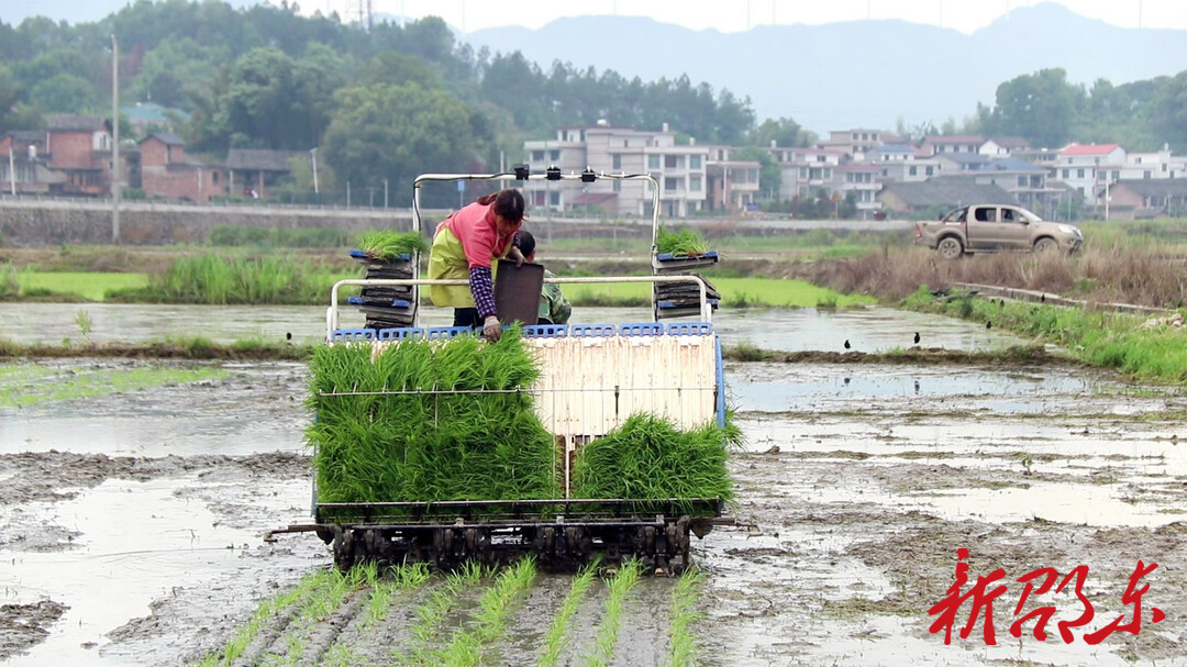 邵东：早稻插秧忙  农田披“绿装”