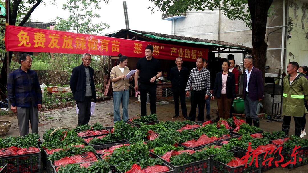 邵东贺家村：免费发放辣椒苗 “红火”产业有甜头