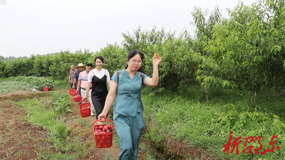邵东市火厂坪镇瓦塘村：油桃黄桃喜获丰收