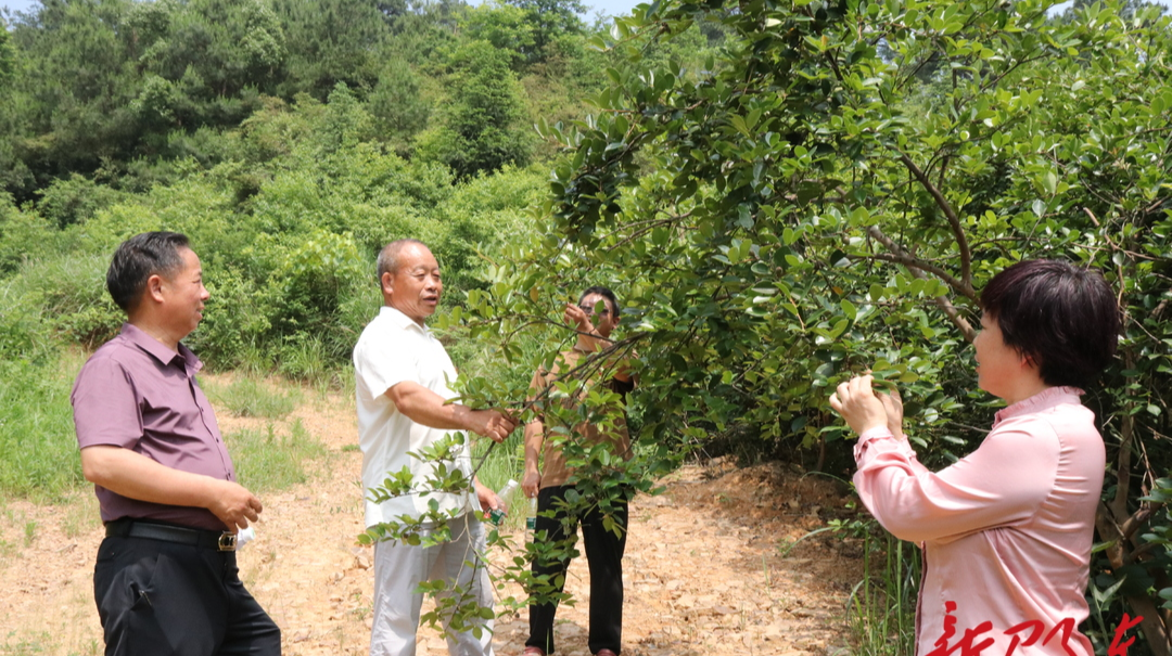 邵东市灵官殿镇茶子山村：优化资源互补 推进乡村振兴