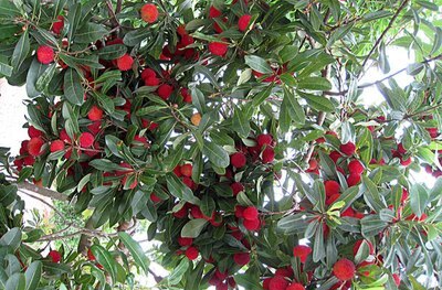 6月10日启动，流泽镇邀您参加首届杨梅节短视频大赛！