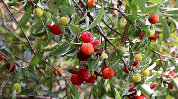 《“邵”果累累》| 邵东流泽：喜看杨梅满枝头