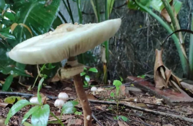 近期多地频发毒蘑菇中毒事件，邵东疾控提醒