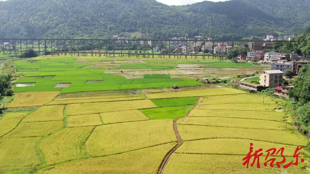 邵东：抢抓农时忙“双抢”  确保粮食稳产丰收