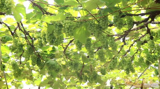 《“邵”果累累》| 邵东牛马司镇：祖华葡萄 相当有味