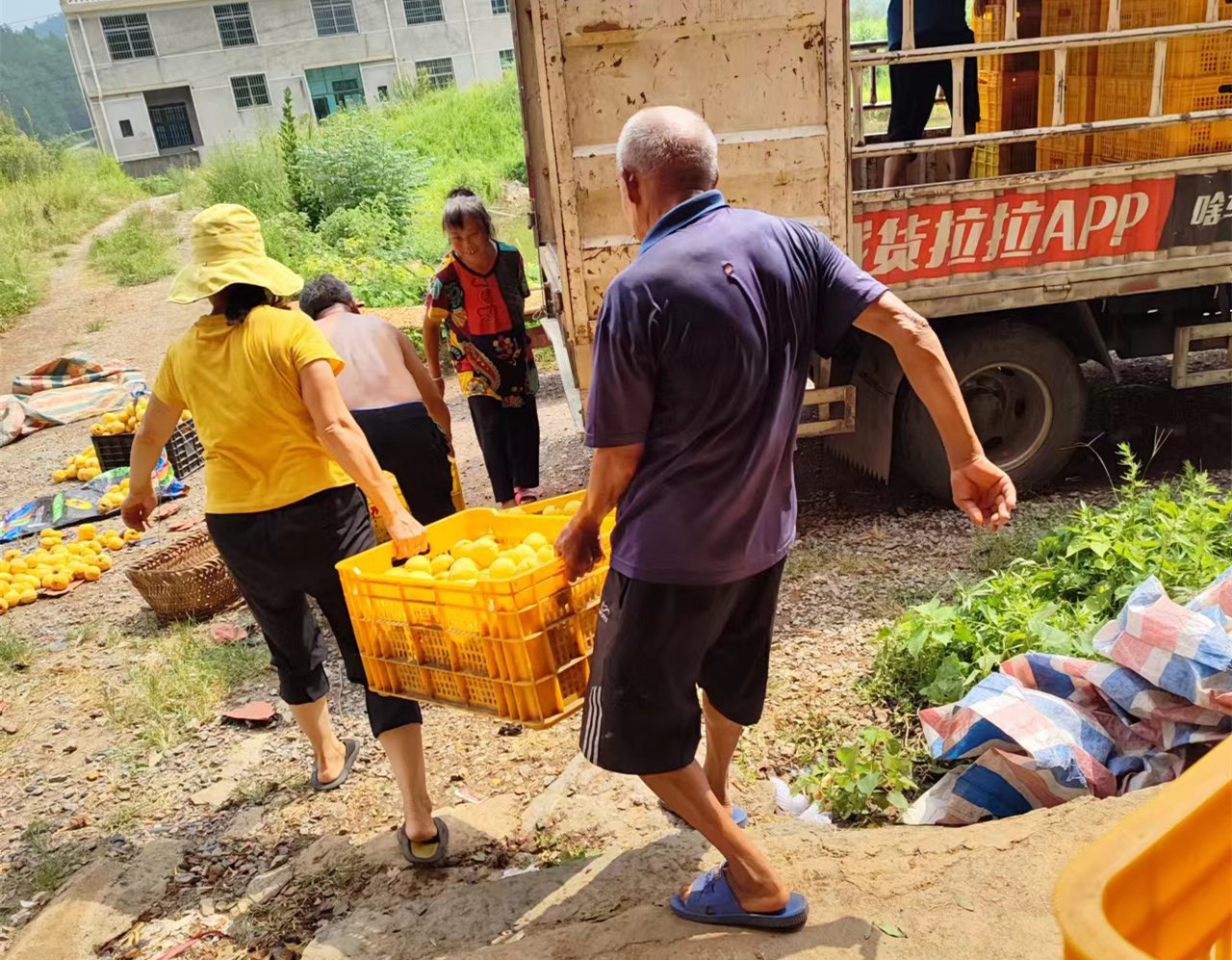 恬果先锋水果：爱心助农 零利润销售梧桐村滞销黄桃