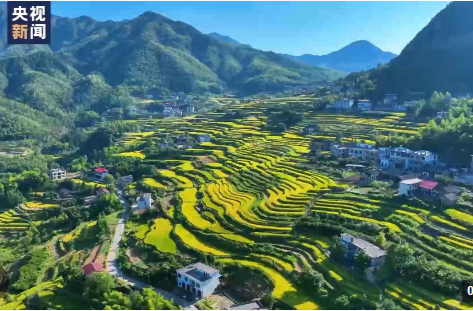 鱼米之乡美如画 “稻梦空间”遍地金黄