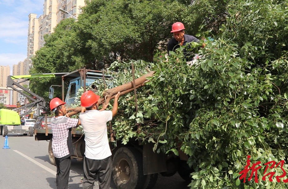 邵东昭阳大道：修剪绿化树 扮靓文明城