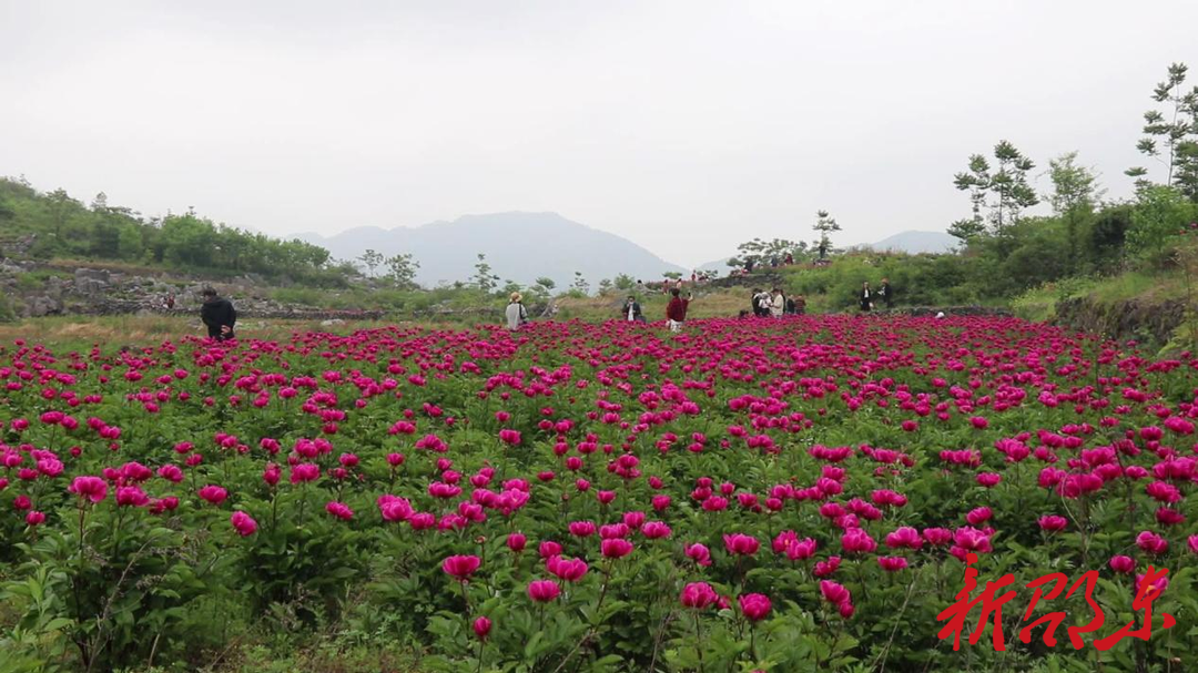 邵东：立足地域资源禀赋  打造中药材特色产业