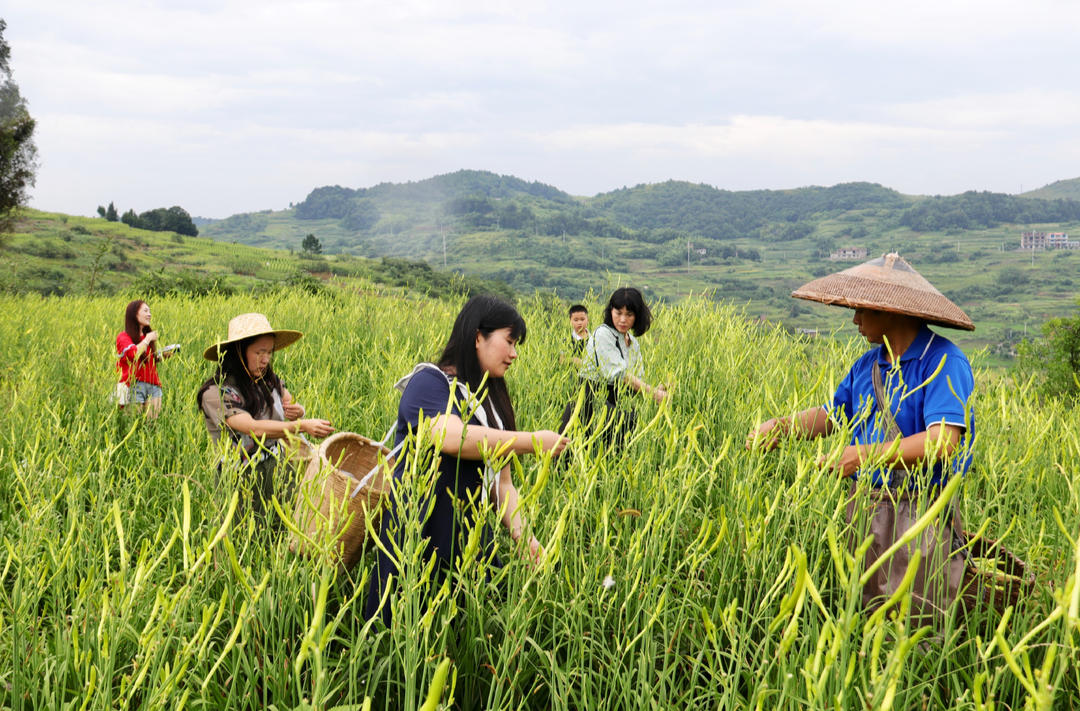 邵东中药材特色产业典型经验做法获国务院推介
