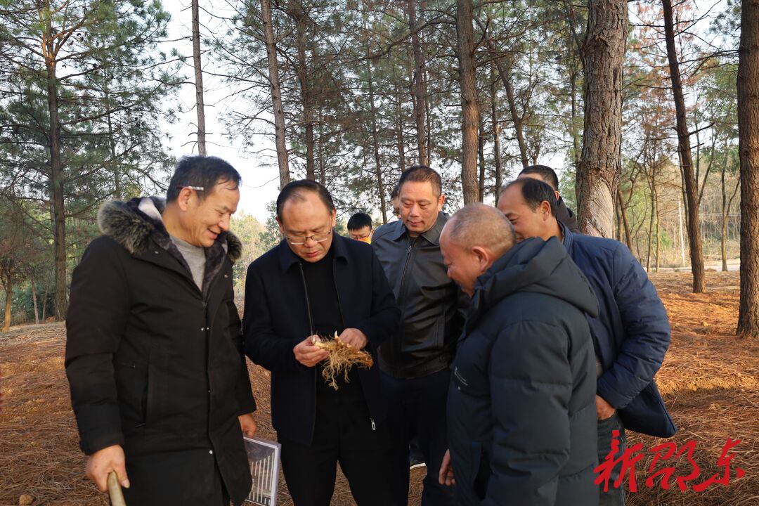 罗健康到中药材种植基地调研