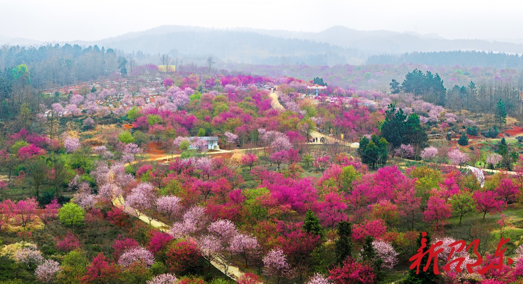 邵东：千亩樱花绽放春日美景如画