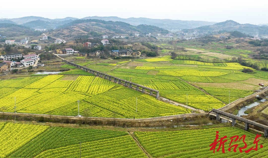 邵东：七百亩油菜花海扮靓美丽乡村