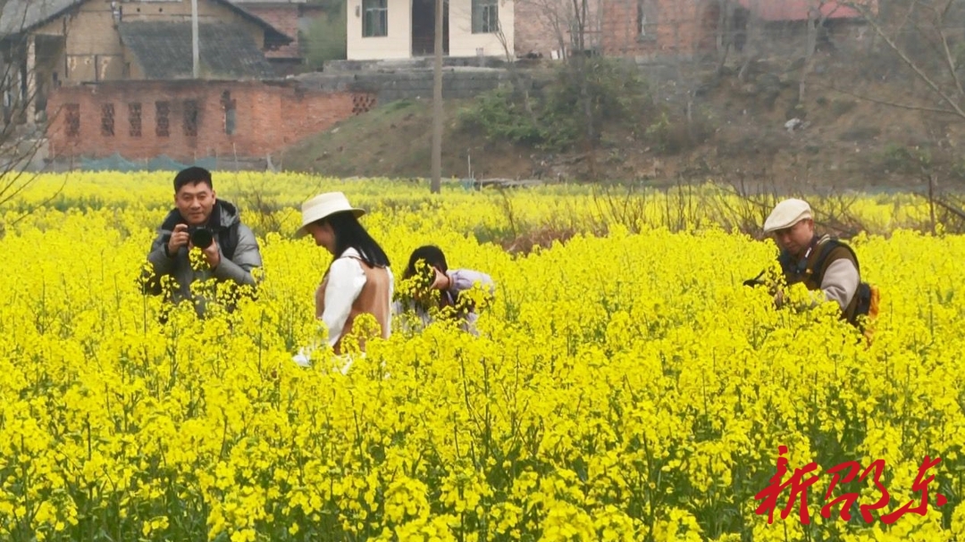 邵东市摄影家协会到流光岭镇油菜花基地采风