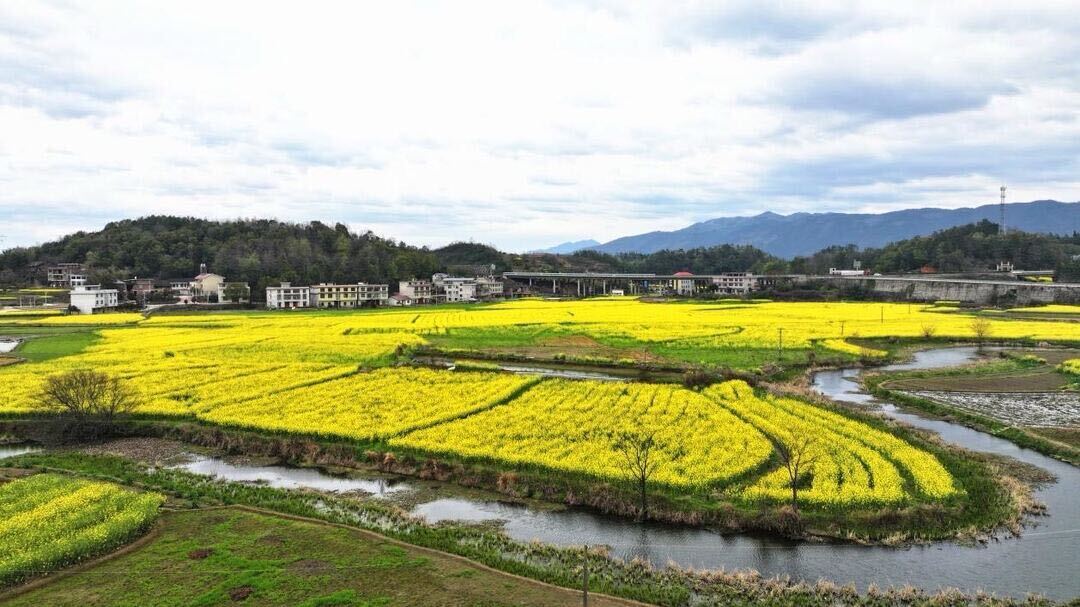 邵东市杨桥镇：油菜花为乡村振兴增色添彩