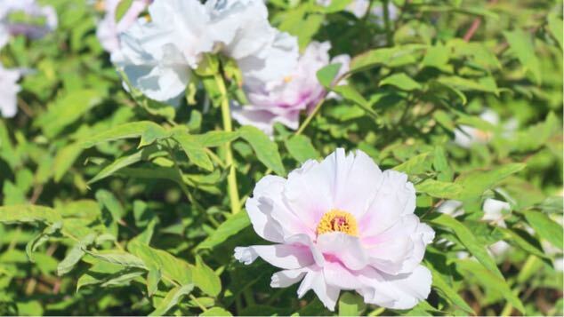 邵东：百亩白牡丹花开正艳