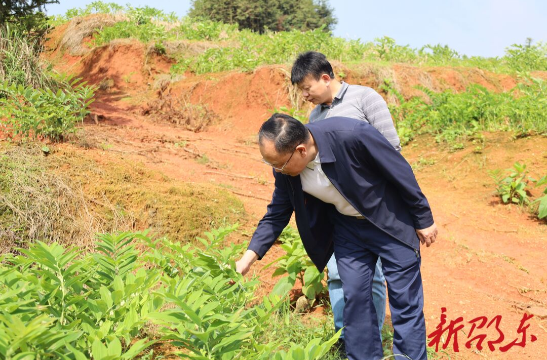 罗健康到火厂坪镇丰裕村督导乡村振兴工作