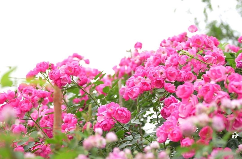 邵东：百亩玫瑰齐绽放 赏花游玩正当时