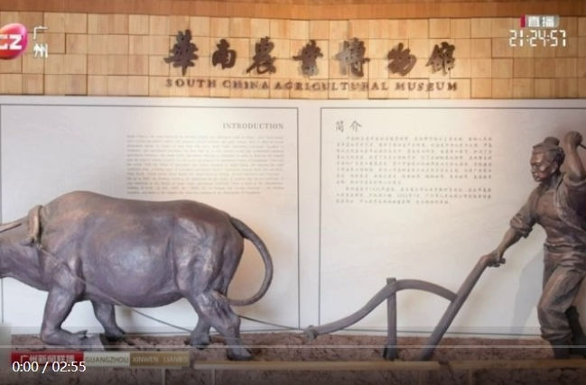 文化中国行|广东广州：农耕文明智慧结晶 “蚁治虫”先例出自岭南