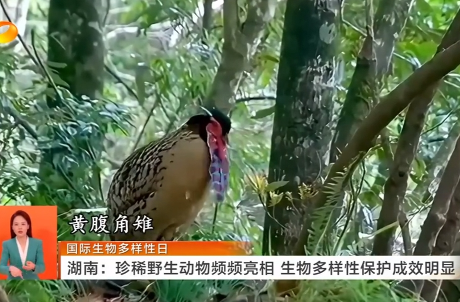 国际生物多样性日 湖南：珍稀野生动物频频亮相 生物多样性保护成效明显