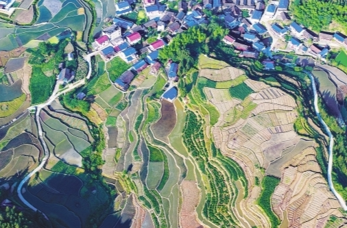 初夏梯田 景色如画