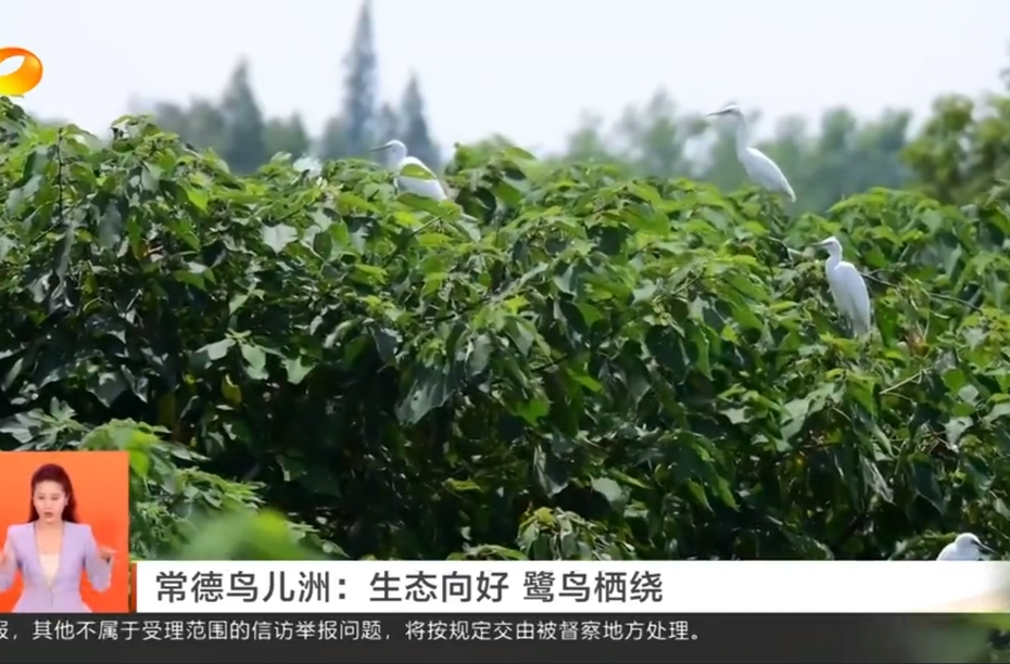 常德鸟儿洲：生态向好 鹭鸟栖绕