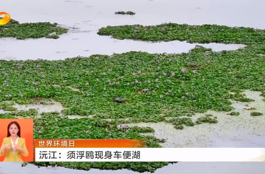 世界环境日 沅江：须浮鸥现身车便湖