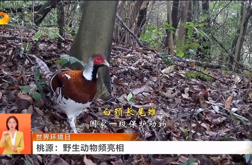 世界环境日 桃源：野生动物频亮相