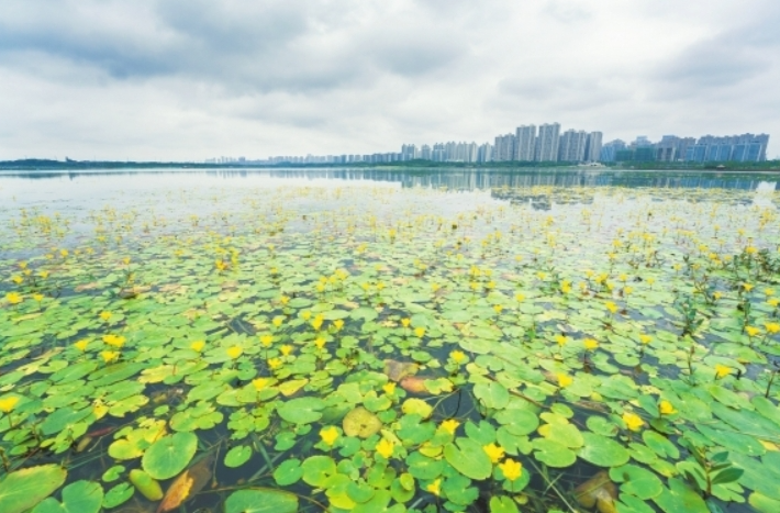 荇菜花开 诗意自来