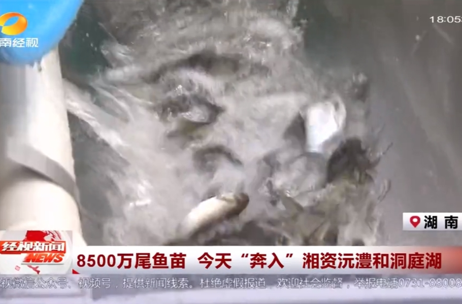8500万尾鱼苗 今天“奔入”湘资沅澧和洞庭湖